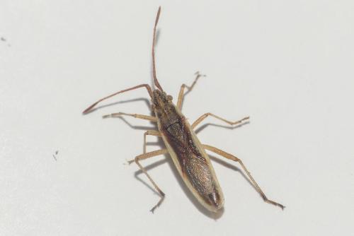 Réf. 264 981 : Myrmus miriformis